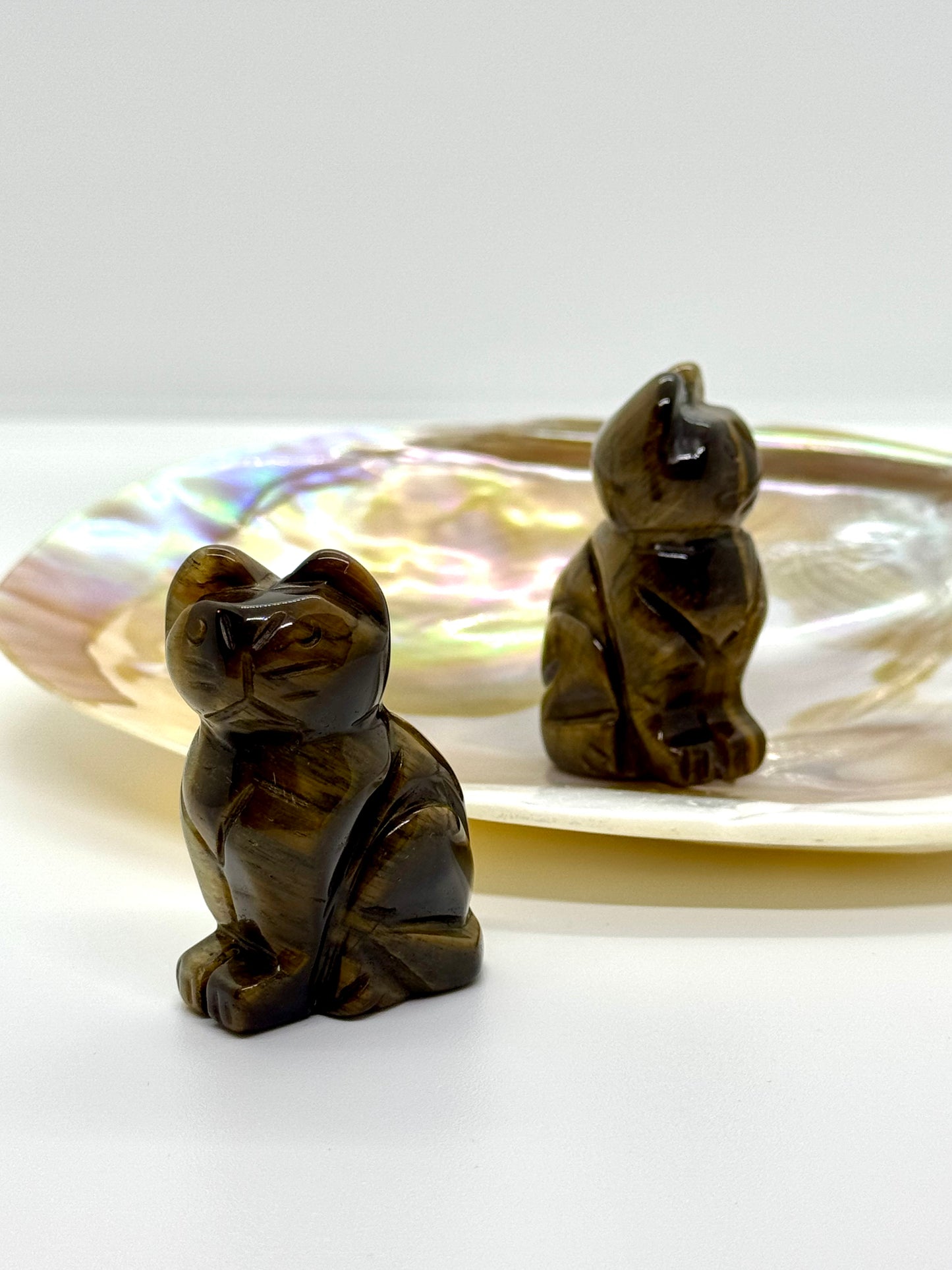 Chat Oeil de Tigre - 50mm