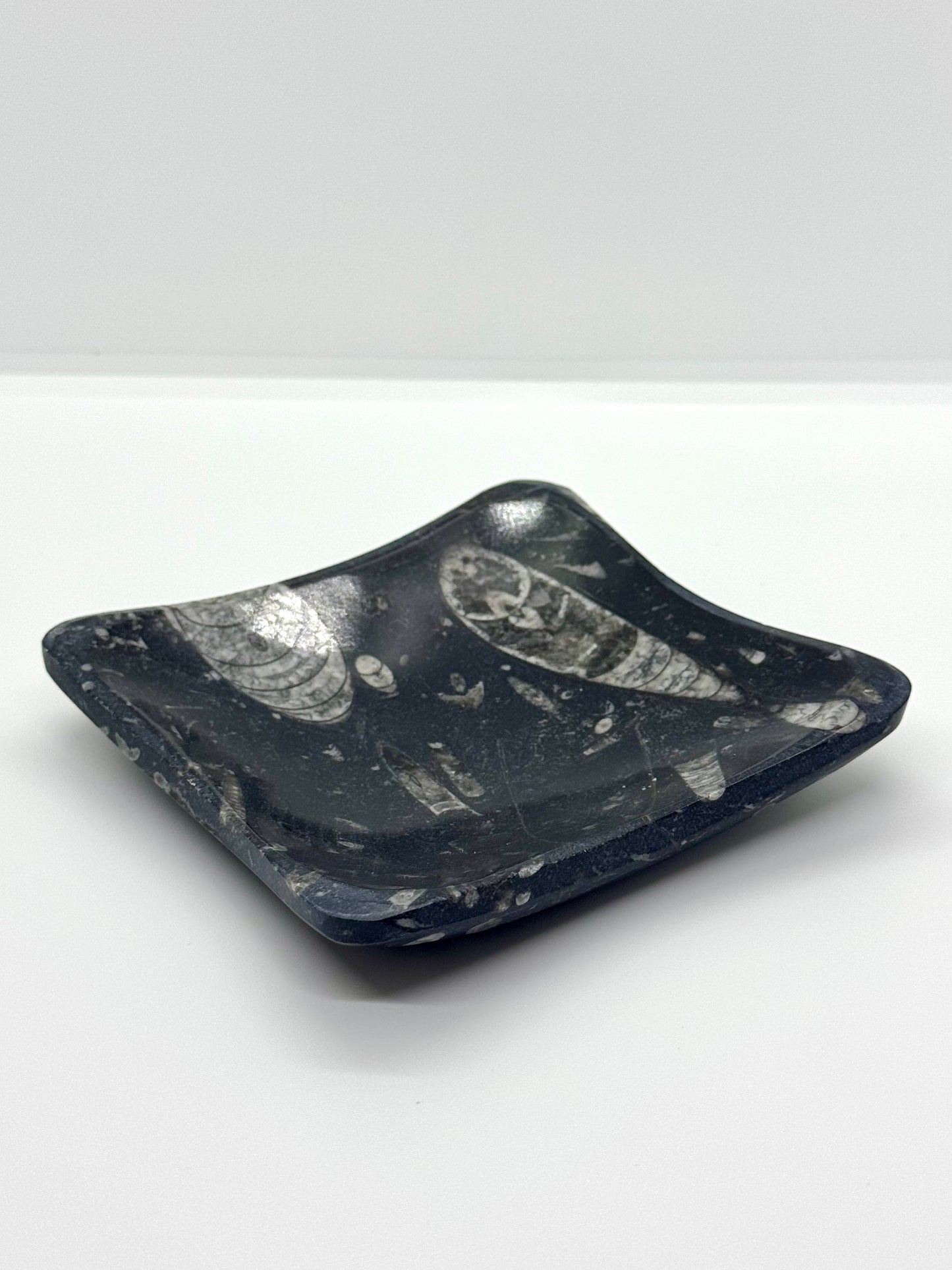 Bol Orthoceras rectangle 120x140mm