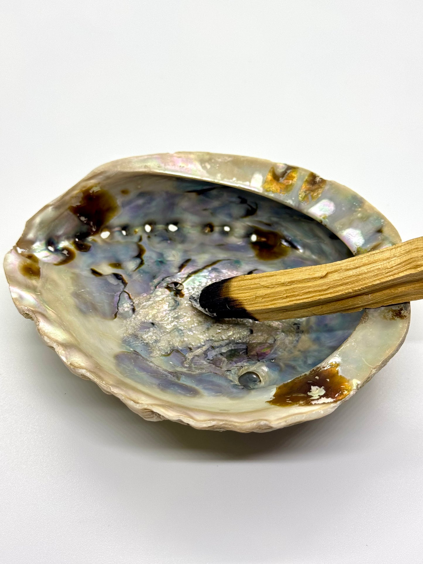 Coquille d'Ormeau - Fumigation