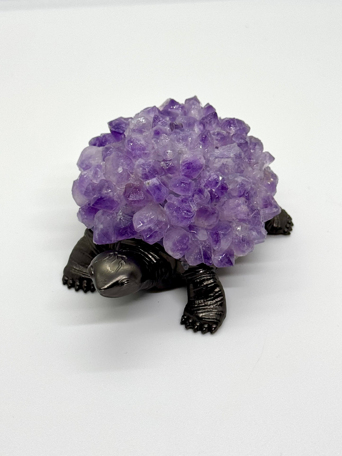 Tortue Améthyste
