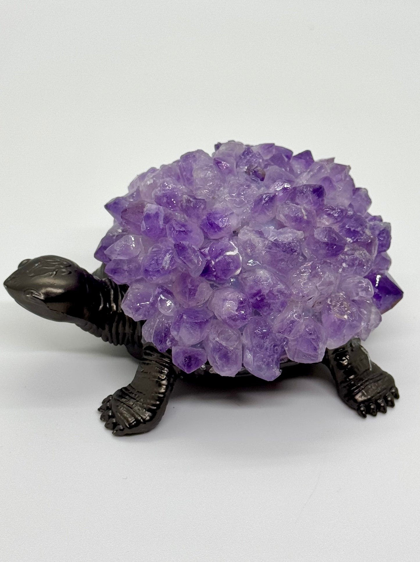 Tortue Améthyste