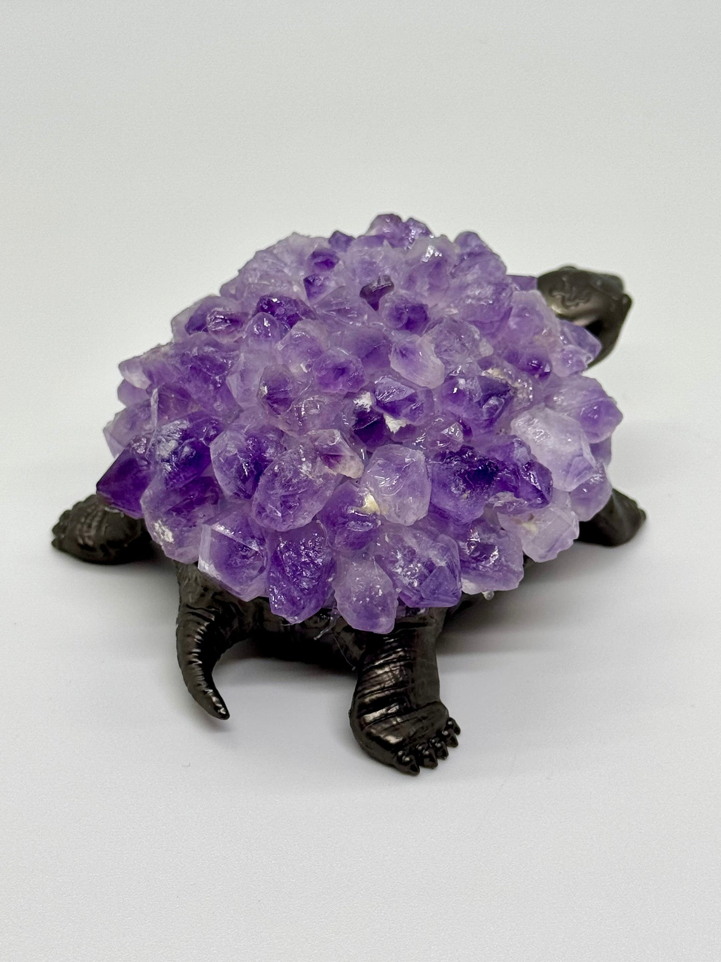 Tortue Améthyste