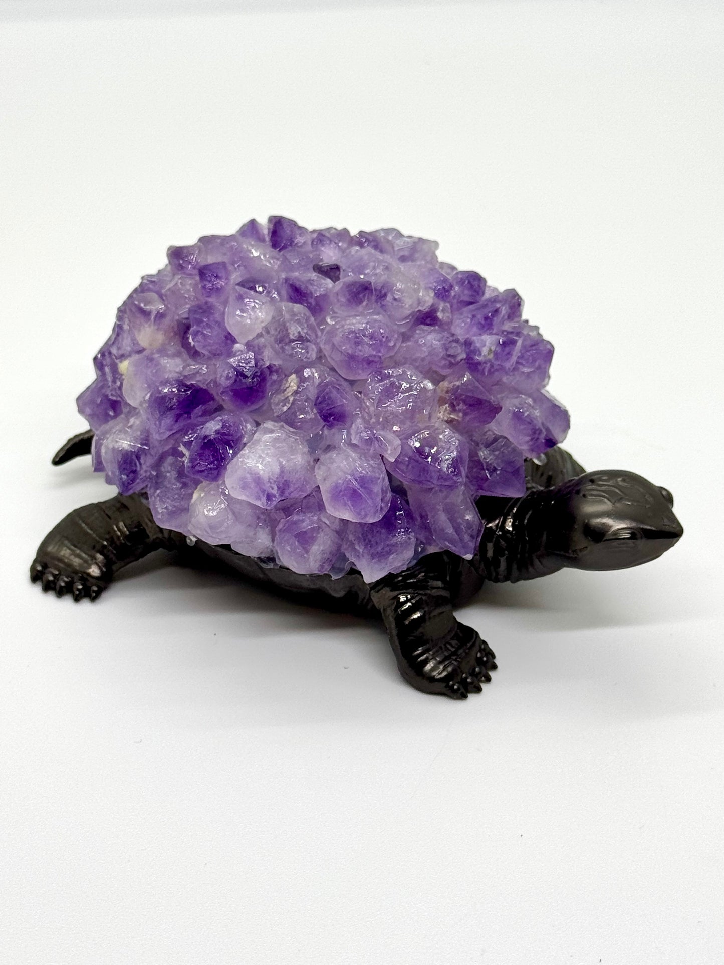 Tortue Améthyste