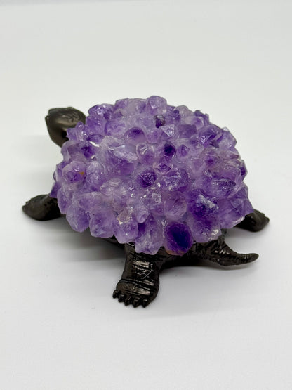 Tortue Améthyste
