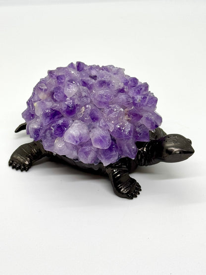 Tortue Améthyste